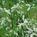 Prunus padus fleur P1D